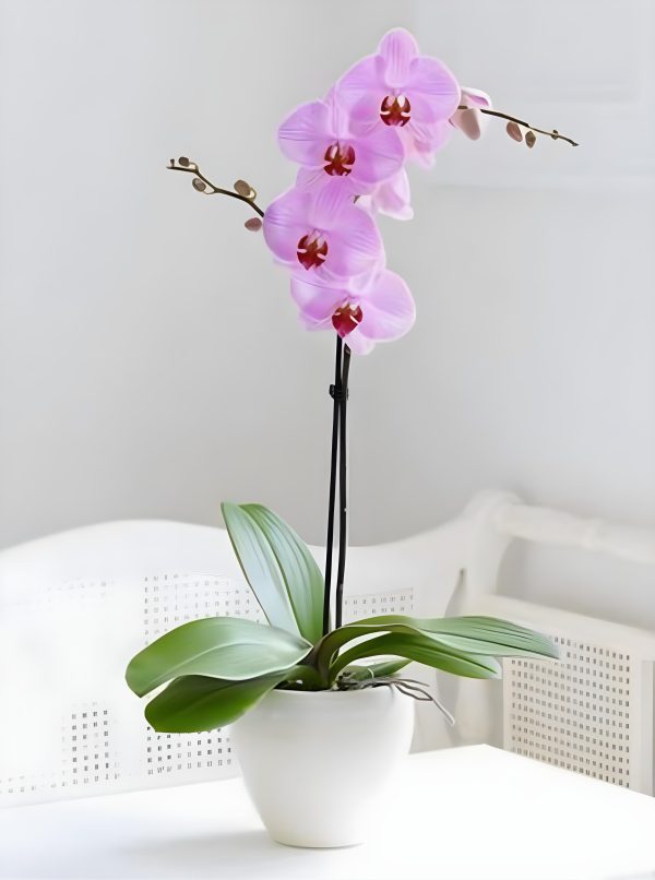 Orquídeas AF07 - Imagen 2