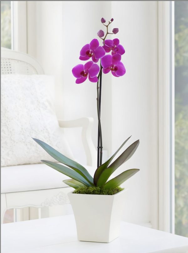 Orquídeas AF07 - Imagen 3