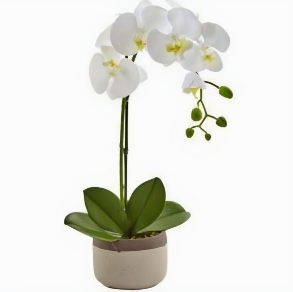 Orquídeas AF07